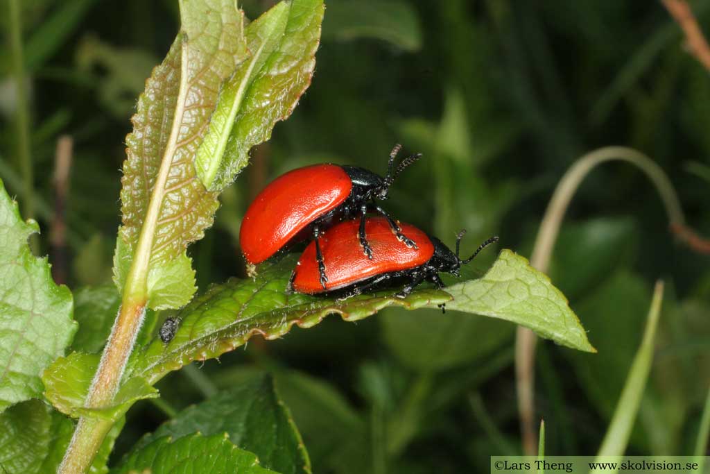Aspglansbagge, Chrysomela populi